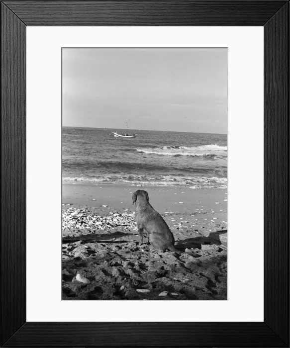 Framed Print : Fisherman George Emmerson with his devoted dog Sandy, pictured at work in Flamborough Framed Print : Fisherman George Emmerson with his devoted dog Sandy, pictured at work in Flamborough
