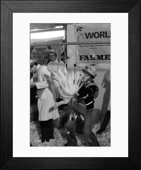 Framed Print : Turkey plucking championship at Henley. December 1984 Framed Print : Turkey plucking championship at Henley. December 1984