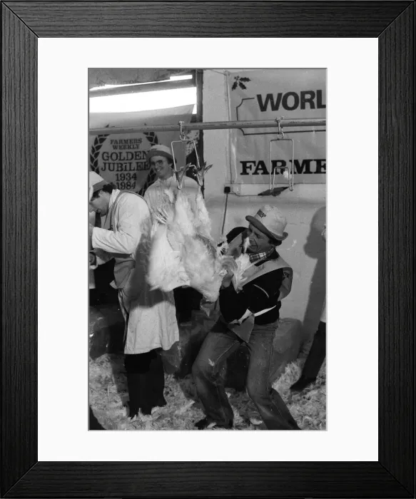 Framed Print : Turkey plucking championship at Henley. December 1984 Framed Print : Turkey plucking championship at Henley. December 1984