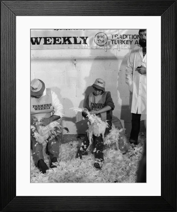 Framed Print : Turkey plucking championship at Henley. December 1984 Framed Print : Turkey plucking championship at Henley. December 1984