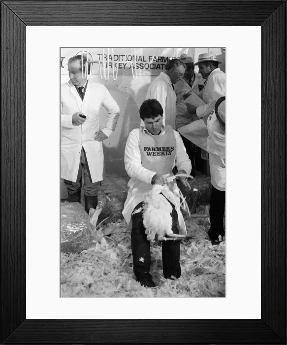 Framed Print : Turkey plucking championship at Henley. December 1984 Framed Print : Turkey plucking championship at Henley. December 1984