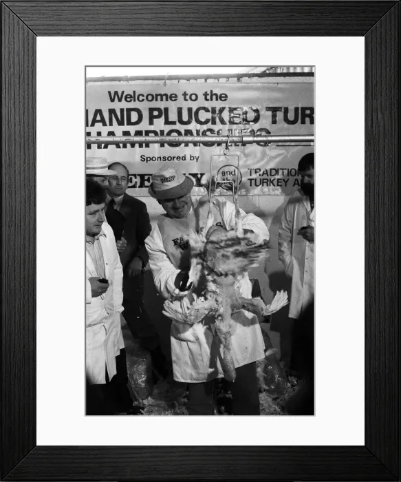 Framed Print : Turkey plucking championship at Henley. December 1984 Framed Print : Turkey plucking championship at Henley. December 1984