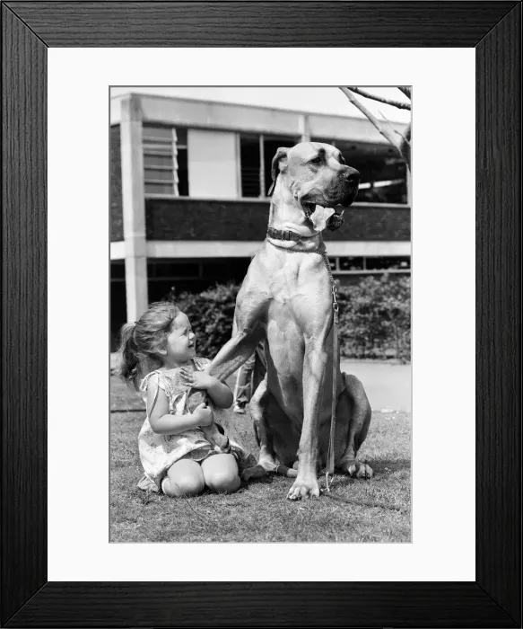 Framed Print : Great Dane called Hermie is a big dog and is often taken for walks by three year old Emma Framed Print : Great Dane called Hermie is a big dog and is often taken for walks by three year old Emma