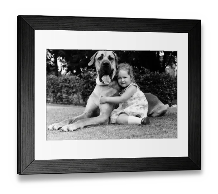 Framed Print : Great Dane called Hermie is a big dog and is often taken for walks by three year old Emma Framed Print : Great Dane called Hermie is a big dog and is often taken for walks by three year old Emma