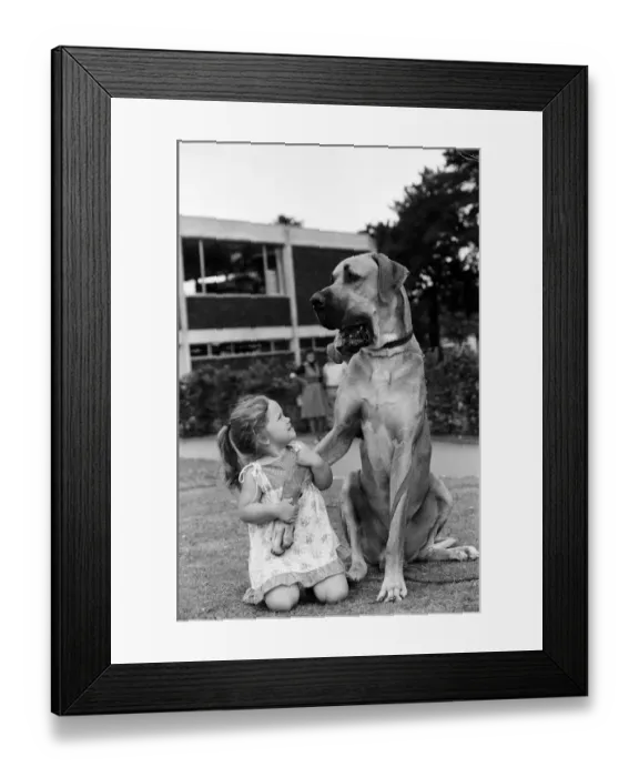 Framed Print : Great Dane called Hermie is a big dog and is often taken for walks by three year old Emma
