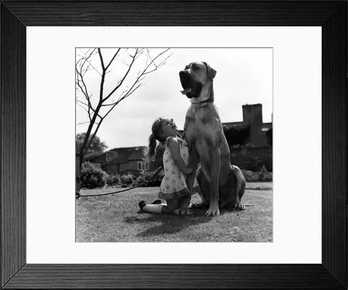 Framed Print : Great Dane called Hermie is a big dog and is often taken for walks by three year old Emma Framed Print : Great Dane called Hermie is a big dog and is often taken for walks by three year old Emma