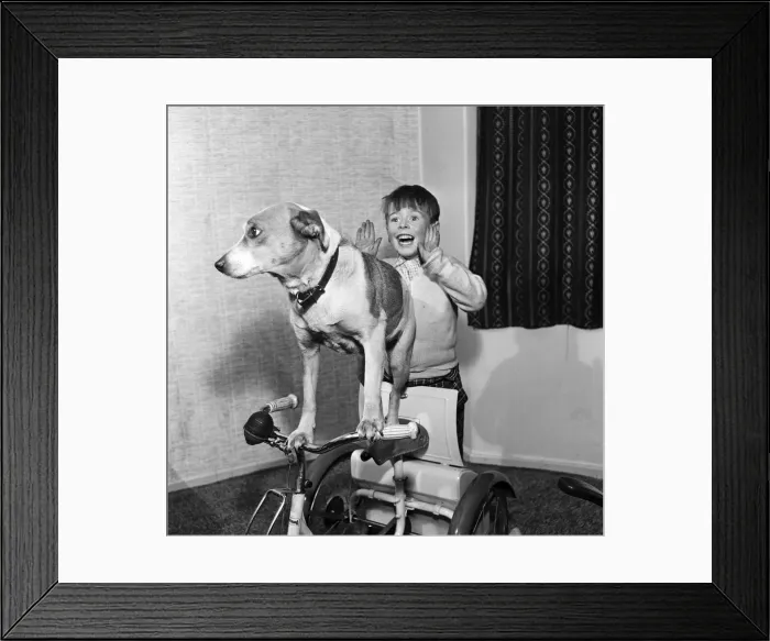 Framed Print : Spot the dog with Danny Copeland. 23rd March 1959 Framed Print : Spot the dog with Danny Copeland. 23rd March 1959