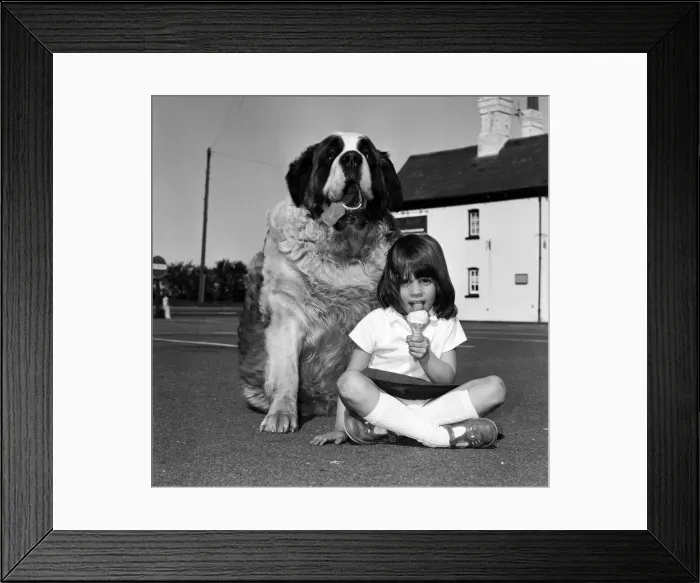 Framed Print : Jason the St Bernard is a contender for the Heaviest Dog in Britain Framed Print : Jason the St Bernard is a contender for the Heaviest Dog in Britain
