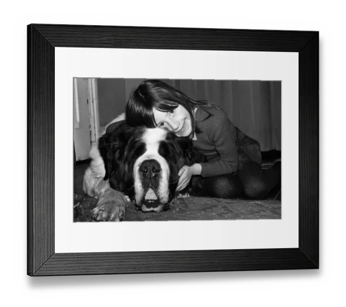 Framed Print : Sebastian the St Bernard that got lost and changed hands three times Framed Print : Sebastian the St Bernard that got lost and changed hands three times