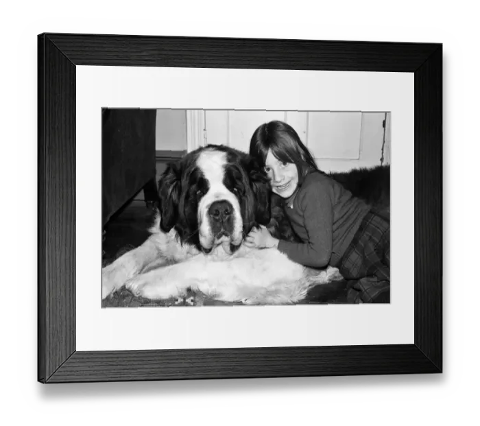 Framed Print : Sebastian the St Bernard that got lost and changed hands three times