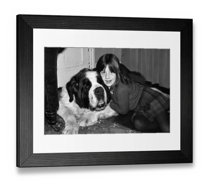 Framed Print : Sebastian the St Bernard that got lost and changed hands three times