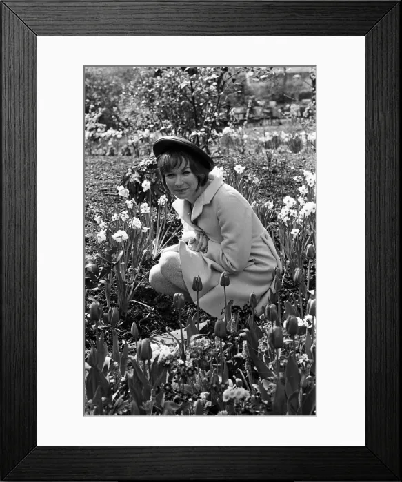 Framed Print : Sweet Charity star Shirley MacLaine is in London for a short stay Framed Print : Sweet Charity star Shirley MacLaine is in London for a short stay