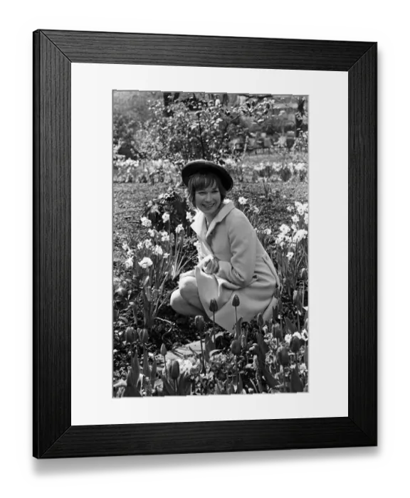Framed Print : Sweet Charity star Shirley MacLaine is in London for a short stay Framed Print : Sweet Charity star Shirley MacLaine is in London for a short stay