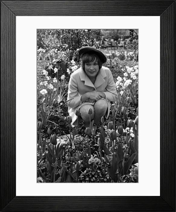 Framed Print : Sweet Charity star Shirley MacLaine is in London for a short stay Framed Print : Sweet Charity star Shirley MacLaine is in London for a short stay