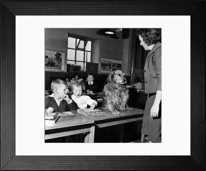 Framed Print : School teacher Mrs Sheila Collier called the register and found she had an extra pupil Framed Print : School teacher Mrs Sheila Collier called the register and found she had an extra pupil