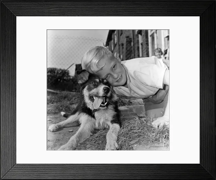 Framed Print : Seven-year-old Peter Whybrow, of Shaw, with Lucky the dog, who was abandoned Framed Print : Seven-year-old Peter Whybrow, of Shaw, with Lucky the dog, who was abandoned