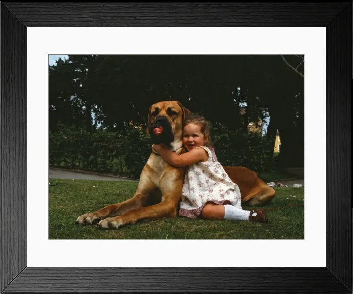 Framed Print : Hermie the Great Dane is pictured with his friend, 3-year-old Emma Rich in Bridgwater Framed Print : Hermie the Great Dane is pictured with his friend, 3-year-old Emma Rich in Bridgwater
