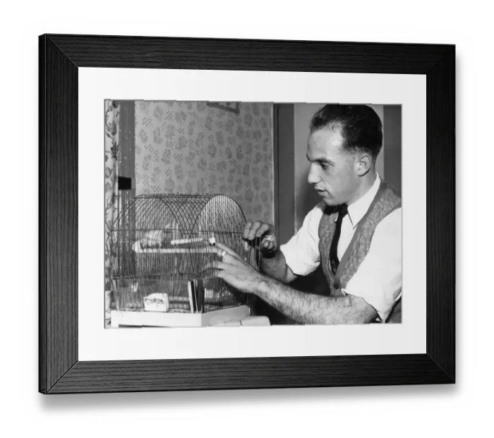 Framed Print : Liverpool full back Ronnie Moran with Joey, his pet canary at home. 26th October 1955 Framed Print : Liverpool full back Ronnie Moran with Joey, his pet canary at home. 26th October 1955