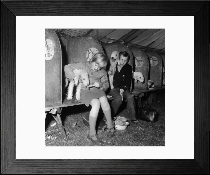 Framed Print : This Bedlington terrier waded in as Jane Derbyshire, 9, of Sale