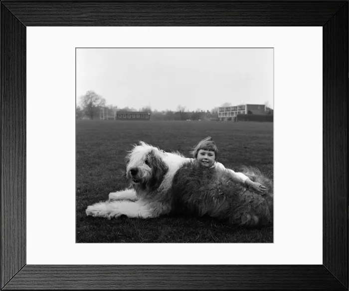 Framed Print : English sheepdog Bobby Bingo and his four year old playmate Caroline Sheldrake