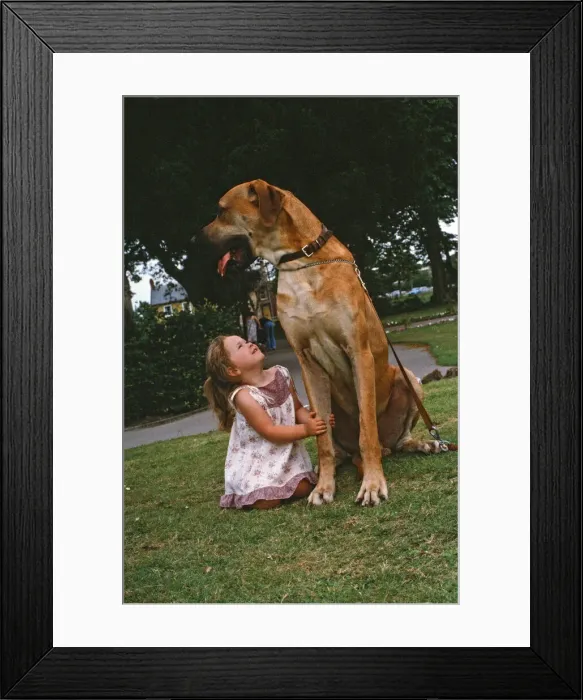 Framed Print : Hermie the Great Dane is pictured with his friend, 3-year-old Emma Rich in Bridgwater