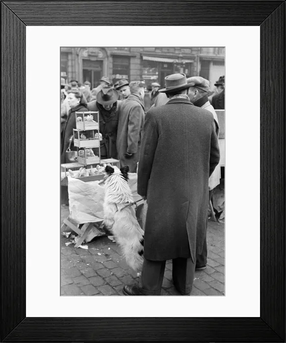 Framed Print : Market scenes in the Grand Place, the central square, Brussels, Belgium. 28th March 1955 Framed Print : Market scenes in the Grand Place, the central square, Brussels, Belgium. 28th March 1955