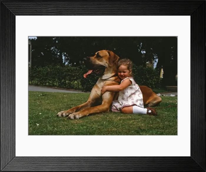 Framed Print : Hermie the Great Dane is pictured with his friend, 3-year-old Emma Rich in Bridgwater Framed Print : Hermie the Great Dane is pictured with his friend, 3-year-old Emma Rich in Bridgwater