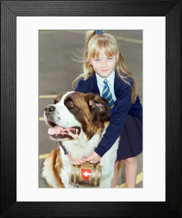Framed Print : A young girl pictured at school with a St. Bernard dog. 10th September 1990 Framed Print : A young girl pictured at school with a St. Bernard dog. 10th September 1990