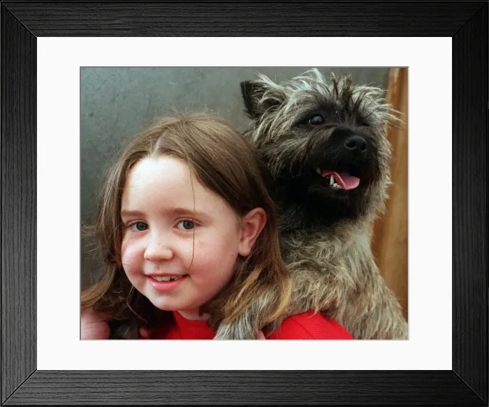 Framed Print : DOGSHOW 2 TC Katie Howard (9) of Dudley with Meg, the families 2 yr old Cairn Framed Print : DOGSHOW 2 TC Katie Howard (9) of Dudley with Meg, the families 2 yr old Cairn
