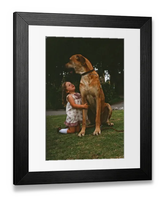 Framed Print : Hermie the Great Dane is pictured with his friend, 3-year-old Emma Rich in Bridgwater