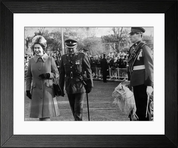 Framed Print : Dewi, regimental mascot of the 3rd (V) Battalion, Royal Regiment of Wales Framed Print : Dewi, regimental mascot of the 3rd (V) Battalion, Royal Regiment of Wales