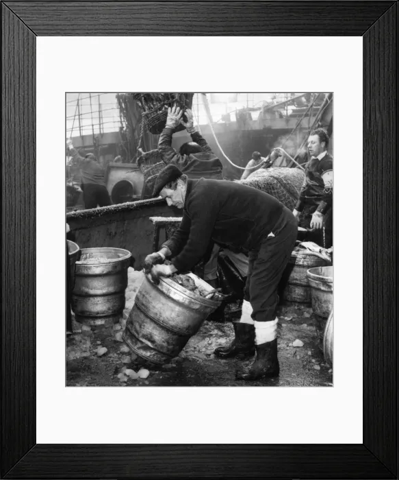 Framed Print : The catch being landed at Hulls Fish Dock at St Andrews Dock. Circa 1970 Framed Print : The catch being landed at Hulls Fish Dock at St Andrews Dock. Circa 1970