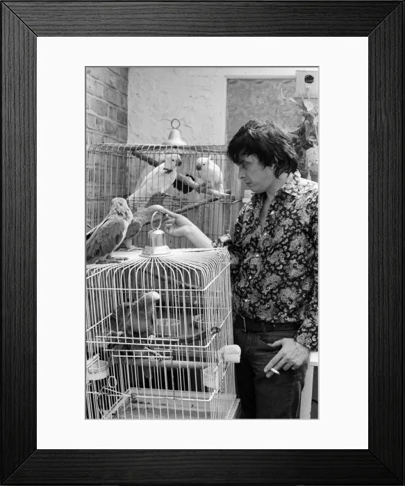 Framed Print : Fashion photographer David Bailey pictured at home with some of his 40 parrots Framed Print : Fashion photographer David Bailey pictured at home with some of his 40 parrots