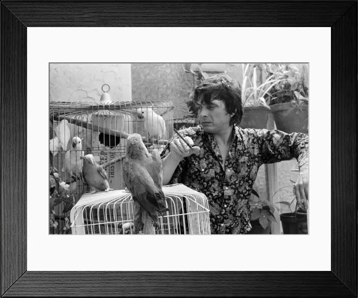 Framed Print : Fashion photographer David Bailey pictured at home with some of his 40 parrots Framed Print : Fashion photographer David Bailey pictured at home with some of his 40 parrots