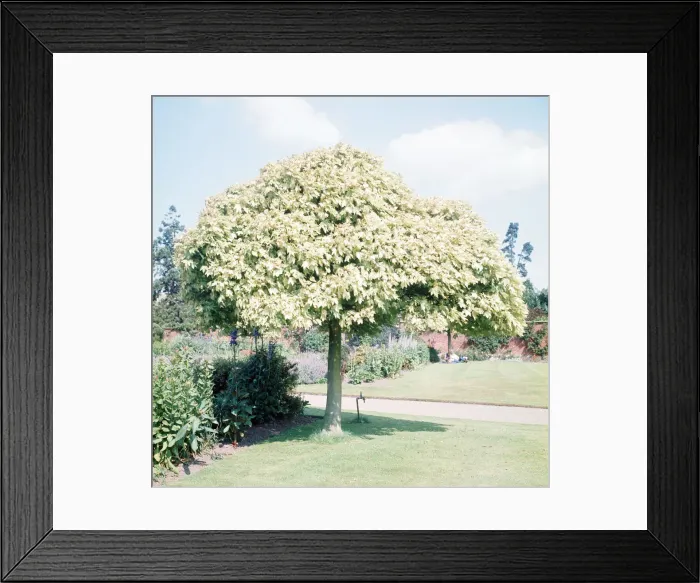 Framed Print : Capesthorne Hall, near Siddington, Cheshire, 1973 Framed Print : Capesthorne Hall, near Siddington, Cheshire, 1973