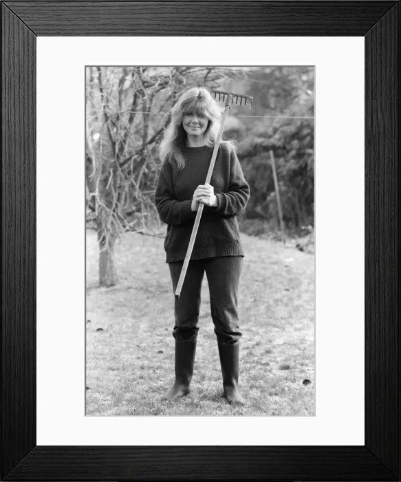 Framed Print : Novelist Jilly Cooper pictured at home in Putney. 1st December 1978 Framed Print : Novelist Jilly Cooper pictured at home in Putney. 1st December 1978