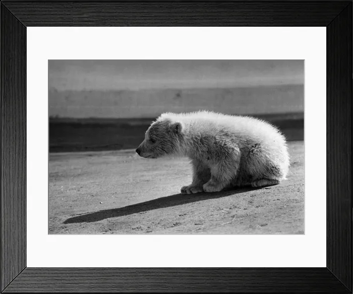 Framed Print : Polar bear cub at Dudley Zoo, West Midlands. 10th April 1973 Framed Print : Polar bear cub at Dudley Zoo, West Midlands. 10th April 1973
