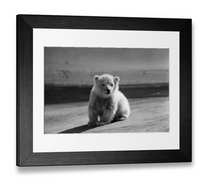 Framed Print : Polar bear cub at Dudley Zoo, West Midlands. 10th April 1973 Framed Print : Polar bear cub at Dudley Zoo, West Midlands. 10th April 1973