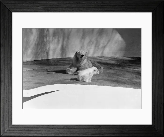 Framed Print : Polar bear and polar bear cub at Dudley Zoo, West Midlands. 10th April 1973 Framed Print : Polar bear and polar bear cub at Dudley Zoo, West Midlands. 10th April 1973