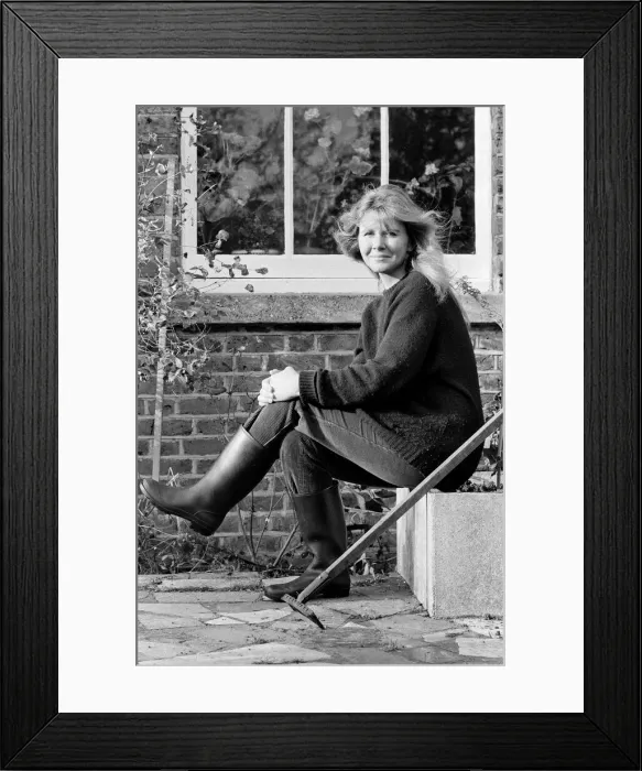 Framed Print : Novelist Jilly Cooper pictured at home in Putney. 1st December 1978 Framed Print : Novelist Jilly Cooper pictured at home in Putney. 1st December 1978