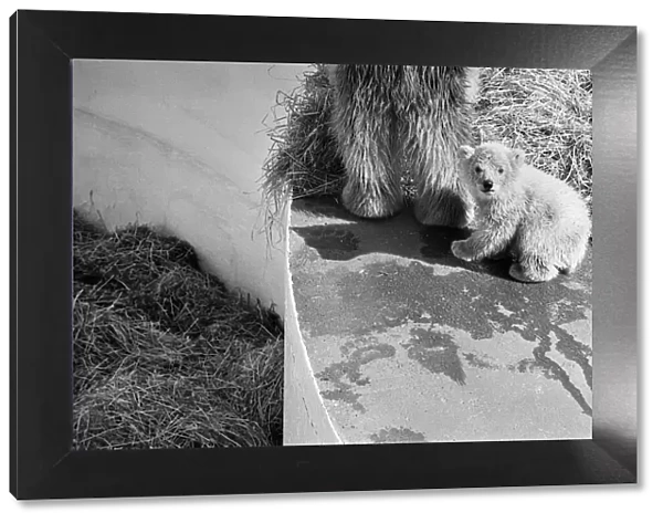 Polar bear and polar bear cub at Dudley Zoo, West Midlands. 10th April 1973