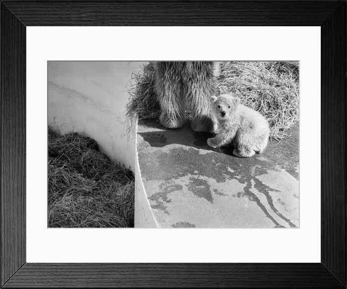 Framed Print : Polar bear and polar bear cub at Dudley Zoo, West Midlands. 10th April 1973 Framed Print : Polar bear and polar bear cub at Dudley Zoo, West Midlands. 10th April 1973
