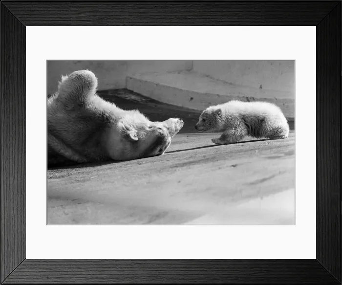 Framed Print : Polar bear and polar bear cub at Dudley Zoo, West Midlands. 10th April 1973 Framed Print : Polar bear and polar bear cub at Dudley Zoo, West Midlands. 10th April 1973