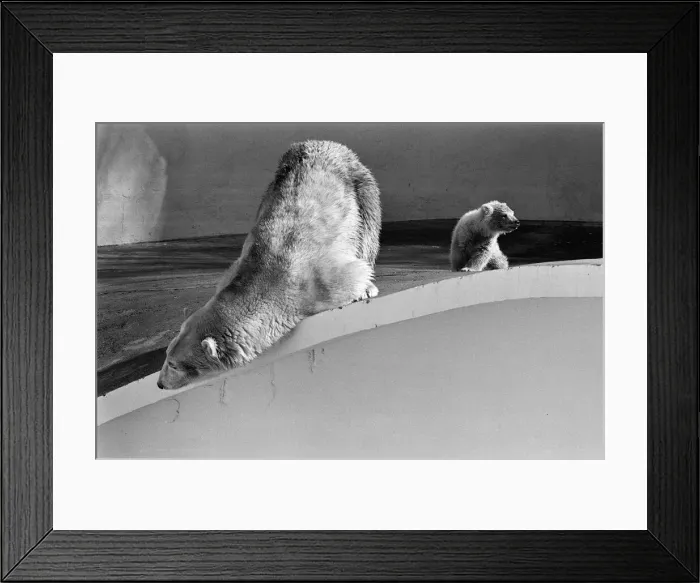 Framed Print : Polar bear and polar bear cub at Dudley Zoo, West Midlands. 10th April 1973 Framed Print : Polar bear and polar bear cub at Dudley Zoo, West Midlands. 10th April 1973