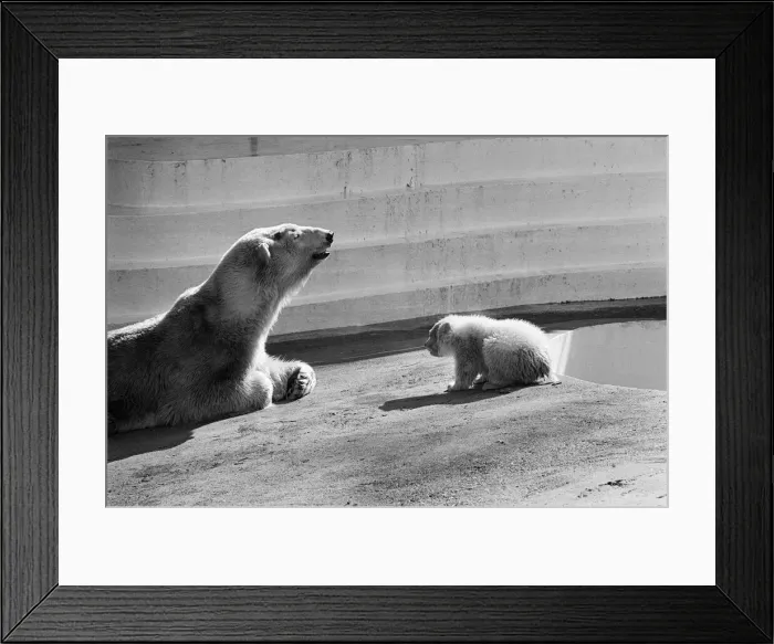 Framed Print : Polar bear and polar bear cub at Dudley Zoo, West Midlands. 10th April 1973 Framed Print : Polar bear and polar bear cub at Dudley Zoo, West Midlands. 10th April 1973