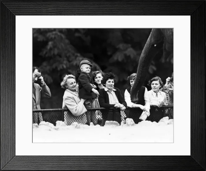 Framed Print : Children looking at elephants at London Zoo. 21st September 1953