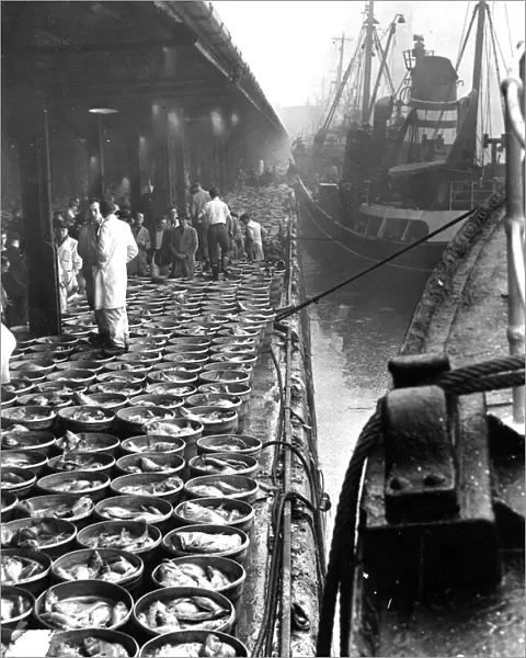 Hull St. Andrews Dock 1954 with fish being unloaded from side winding trawlers of