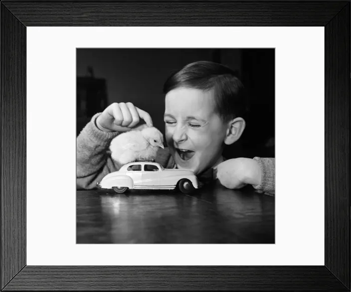 Framed Print : A little boy with a baby chick. 13th March 1954 Framed Print : A little boy with a baby chick. 13th March 1954