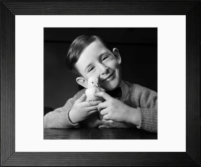 Framed Print : A little boy with a baby chick. 13th March 1954 Framed Print : A little boy with a baby chick. 13th March 1954