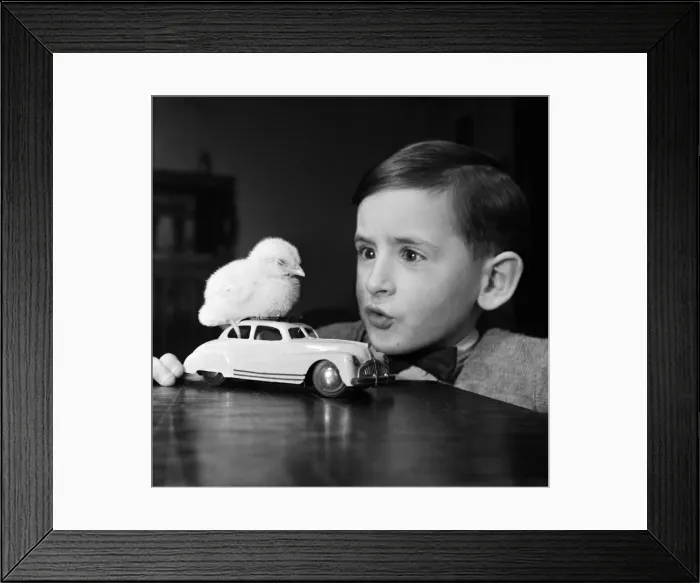 Framed Print : A little boy with a baby chick. 13th March 1954 Framed Print : A little boy with a baby chick. 13th March 1954